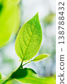 葉脈微距特寫；綠葉；自然背景；環保圖片 138788432