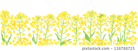 Banner background illustration of a field of yellow rapeseed flowers Banner background illustration of a field of yellow rapeseed flowers 138788725