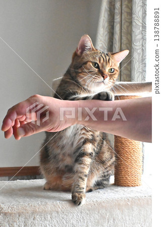 貓咪擊掌問候 138788891