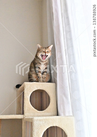 A window scene with a cat A window scene with a cat 138788926