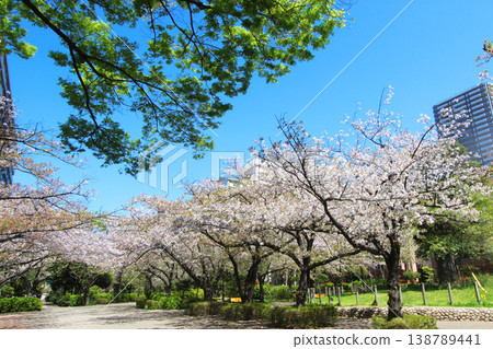 在大島小松川公園的櫻花 138789441