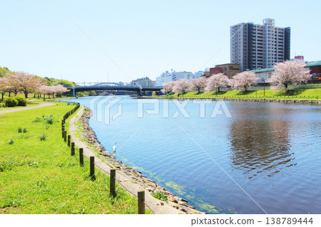 在大島小松川公園的櫻花 138789444