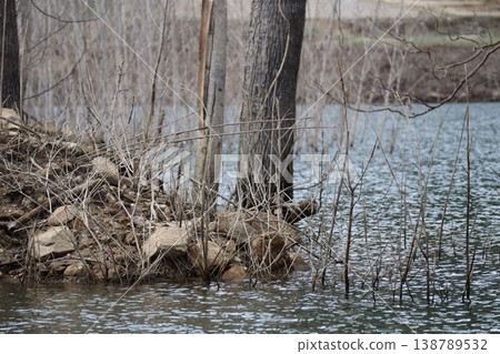 Dead trees standing in the dam lake 138789532