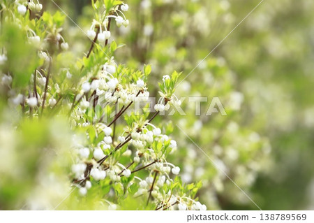 White Enkianthus perulatus flowers in full bloom 138789569