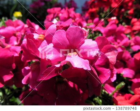 Nemesia Mofumofu 138789748
