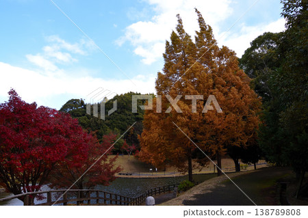 古河綠色公園的秋葉 138789808