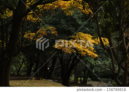 Autumn leaves of Higashine village 138789818