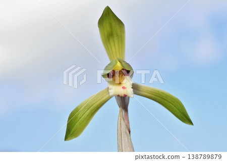 A front view of a Cymbidium orchid flower. A front view of a Cymbidium orchid flower. 138789879
