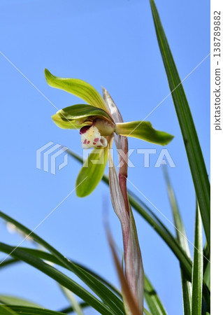 Blue sky and Cymbidium goeringii Blue sky and Cymbidium goeringii 138789882