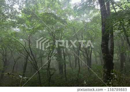Forest shrouded in mist Forest shrouded in mist 138789883