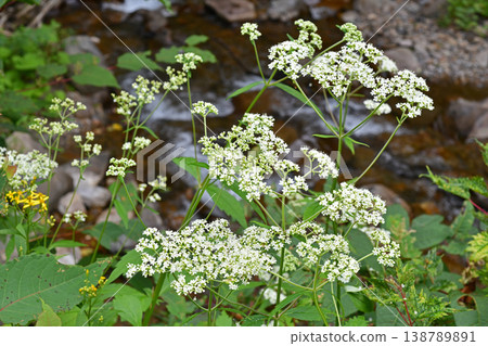 山澗旁生長著“Patrinia scabiosifolia” 山澗旁生長著“Patrinia scabiosifolia” 138789891