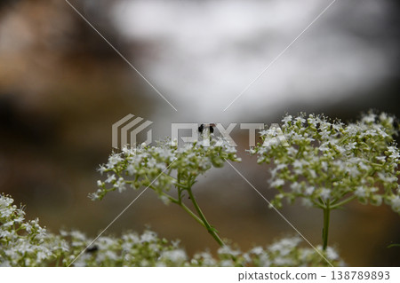 藍盆花和昆蟲 138789893