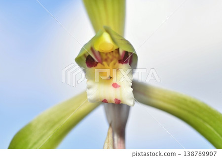 Flower of Shuran Flower of Shuran 138789907