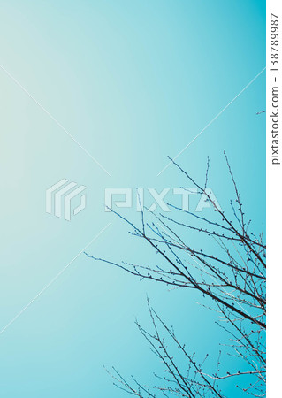 Branches and the sky Branches and the sky 138789987