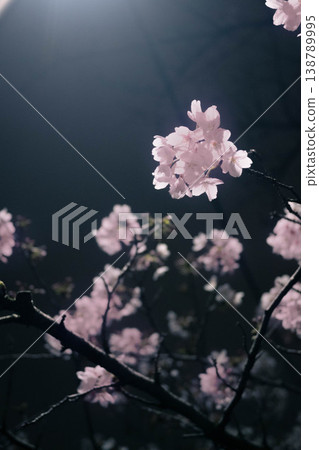 路燈照亮的夜櫻花 路燈照亮的夜櫻花 138789995