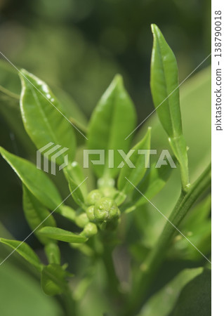 Macro photography of pomelo flower buds; citrus buds; growing fruit tree material. Macro photography of pomelo flower buds; citrus buds; growing fruit tree material. 138790018
