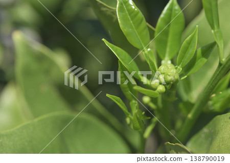 Macro photography of pomelo flower buds; citrus buds; growing fruit tree material. Macro photography of pomelo flower buds; citrus buds; growing fruit tree material. 138790019