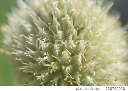蔥花(蔥花):韭菜花的微距攝影;白色球形花;初夏的農作物。 蔥花(蔥花):韭菜花的微距攝影;白色球形花;初夏的農作物。 138790020