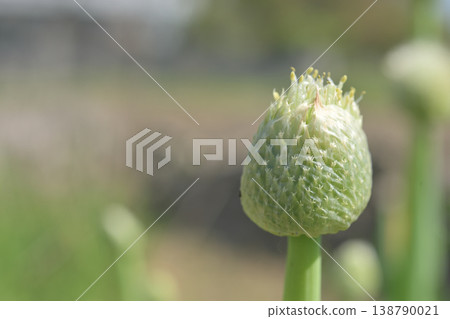 洋蔥花蕾的微距攝影:正在生長的花蕾,初夏的農作物。 洋蔥花蕾的微距攝影:正在生長的花蕾,初夏的農作物。 138790021