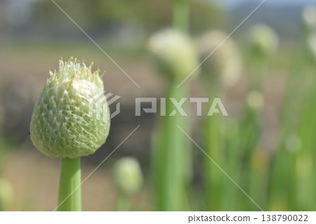 韭菜花蕾特寫:農業與生長的象徵。 韭菜花蕾特寫:農業與生長的象徵。 138790022