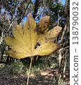 A scene of autumn leaves and a forest 138790032