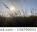 A landscape of pampas grass and sunset 138790033