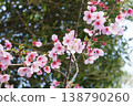 Branches of cherry blossoms that bloom in spring 138790260