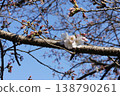 Spring blue sky and cherry blossom branches 138790261