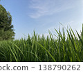 Growing rice plants and a blue sky 138790262