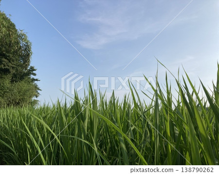 Growing rice plants and a blue sky 138790262