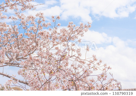 Cherry blossoms shining in the blue sky of spring Cherry blossoms shining in the blue sky of spring 138790319
