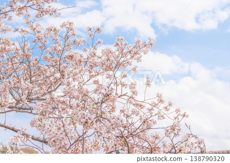 Cherry blossoms shining in the blue sky of spring Cherry blossoms shining in the blue sky of spring 138790320