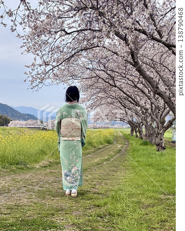 身穿和服的人背對著鏡頭，沿著一排櫻花樹走。 138790468