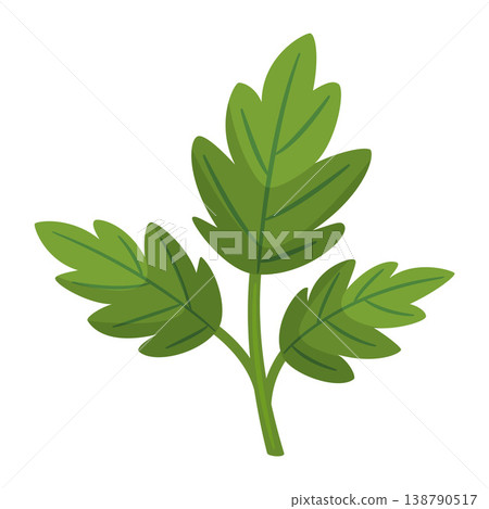 Green tomato leaf branch. Hand drawn trendy flat style isolated on transparent Green tomato leaf branch. Hand drawn trendy flat style isolated on transparent 138790517