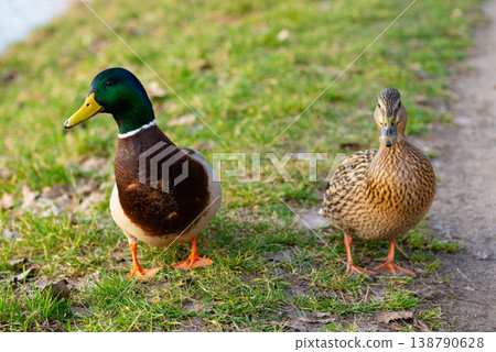 Mallard Duck and Female Duck on Green Grass 138790628