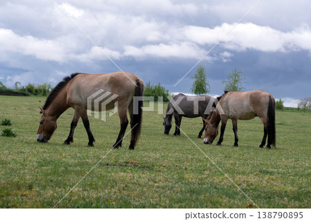 horses grazing horses grazing 138790895