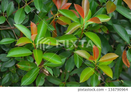 夏末紅知更鳥 夏末紅知更鳥 138790964