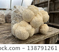 Mature Lions Mane Mushrooms On Grow Bag 138791261