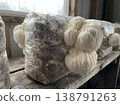 Mature Lions Mane Mushrooms On Grow Bag 138791263
