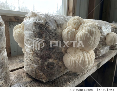 Mature Lions Mane Mushrooms On Grow Bag 138791263