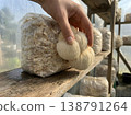 Hand Harvesting Lions Mane From Grow Block 138791264