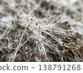 Extreme Macro White Mycelium Growing On Substrate 138791268
