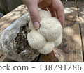 Hand Harvesting Lions Mane From Grow Block 138791286