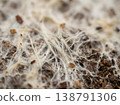 Extreme Macro White Mycelium Growing On Substrate 138791306