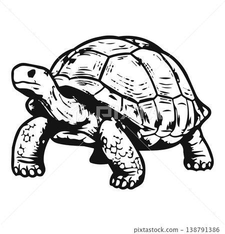 turtle isolated on black background turtle isolated on black background 138791386