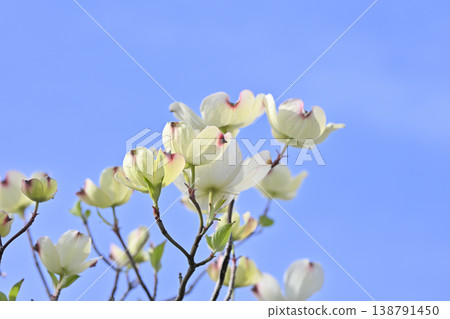  Dogwood flower 138791450