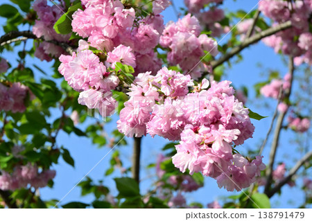 Cute pink double cherry blossoms Cute pink double cherry blossoms 138791479