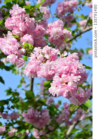 Yaezakura在藍天中閃耀 Yaezakura在藍天中閃耀 138791480