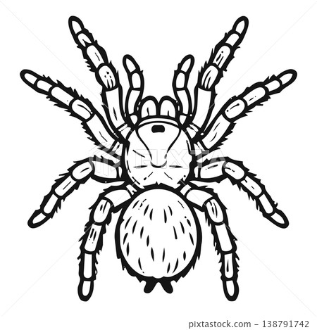 spider with spider spider with spider 138791742