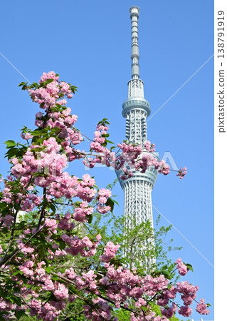 從重瓣櫻花叢中眺望東京晴空塔。 從重瓣櫻花叢中眺望東京晴空塔。 138791919